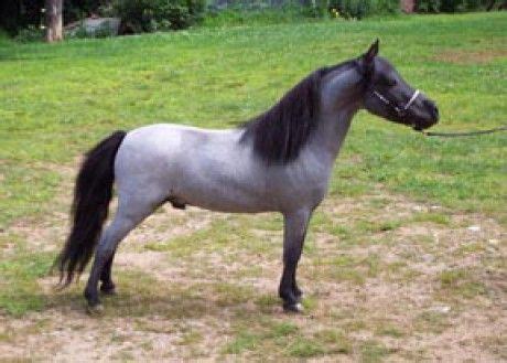 Falabella pferde kaufen und verkaufen das falabella ist eine, aus argentinien stammende, miniaturpferderasse und die kleinste pferderasse. Falabella | ... - Fotoalbum - Plemena koní a poníků ...