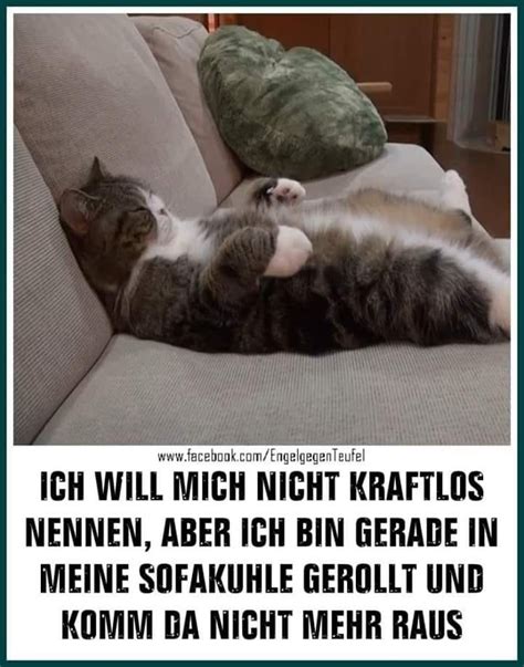 Cat Quotes Funny Funny Cats Tierischer Humor Rofl Funny Pictures
