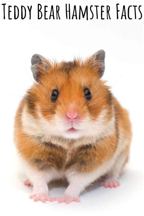 Teddy Bear Hamster Facts 14 Reasons To Buy A Syrian Hamster In 2021