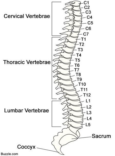 Backbone in a computer network is the innermost conduit which is designed to transport traffic at a very high speed amongst attached systems. Image result for spine labeled | Vertebrae, Spinal cord ...