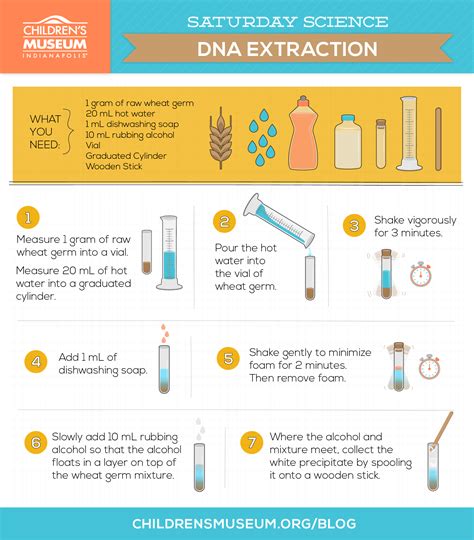 43 Dna Extraction At Home Best Place To Learning