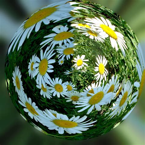Daisy Ball Daisies Are My Favorite Flower Cheryl Connolly Flickr