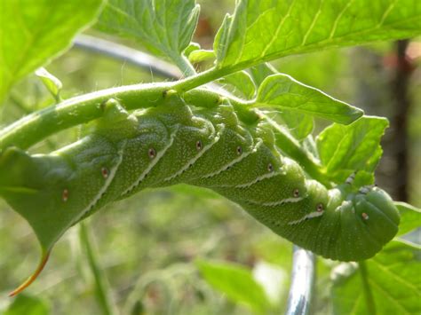 Mary S Louisiana Garden Tomato Hornworm