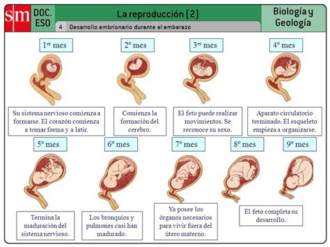 Linea Del Tiempo Desarrollo Embrionario Y Fetal Reverasite