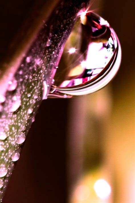 Water Drops On Leaf Iphone 4s Wallpapers Free Download