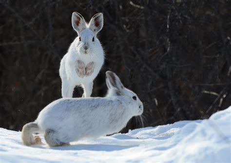 Image Result For Snowshoe Hare Cute Animals Animals Friends Animals