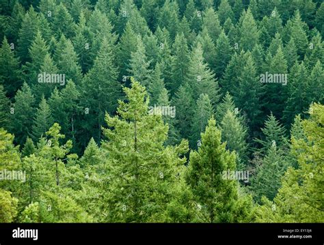 Temperate Coniferous Forest High Resolution Stock Photography And
