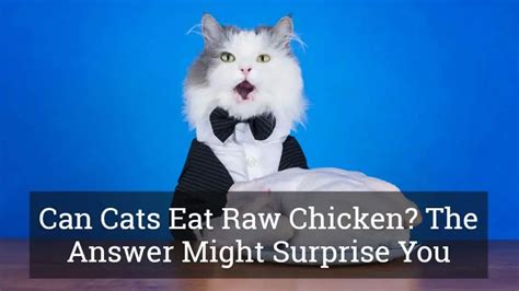 But is it safe and more nutritious for them? Can Cats Eat Raw Chicken? Read on - the answer might ...