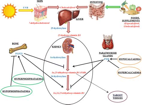 vitamin d metabolism regulation the two major forms of vitamin d are download scientific