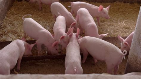 Pigs Eating From Trough Piggies Walk On Stock Footage Sbv 314712607