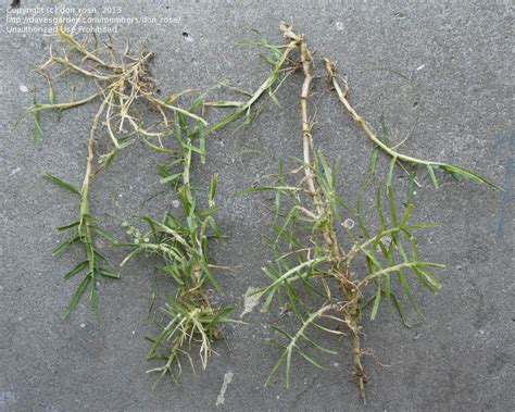 Identifying Bermuda Grass
