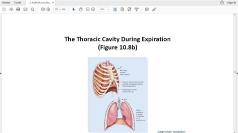 Lecture Video Respiratory System Part Ii Youtube