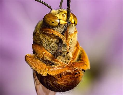 Some Recent Teddy Bear Bees — Digital Grin Photography Forum