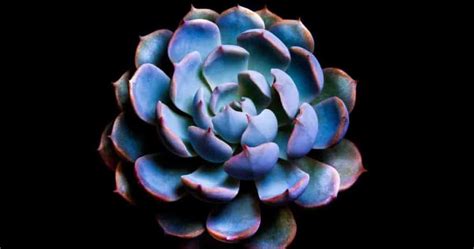 Blue Echeveria What Are Blue Echeverias And Why Are They Blue
