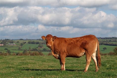 Guernsey Cow Facts Pictures Uses Origins And Characteristics Pet Keen