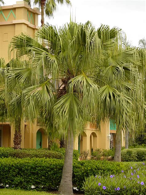 Weeping Ribbon Fan Palm Tree (livistona decipiens) - Urban Perennials