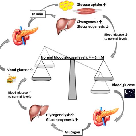 Atrioventricular Heart Block And Ultrastructural Changes In Hearts Of Download Scientific