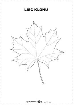 Liść klonu - kolorowanka - Printoteka.pl | Maple leaf tattoo, Leaf ...