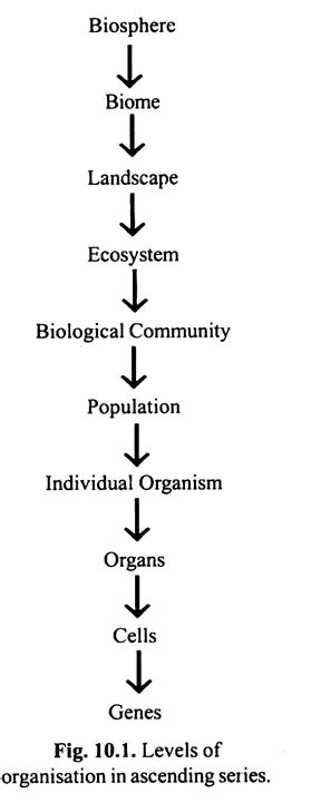 Levels Of Ecological Organization Definition Examples