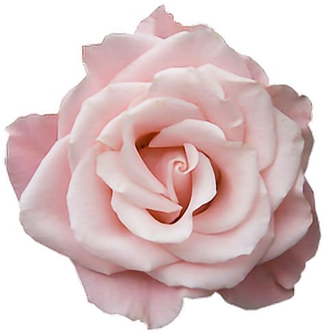 Download Pink Tumblr Transparent Rose Flower Freetoedit Transparent png image