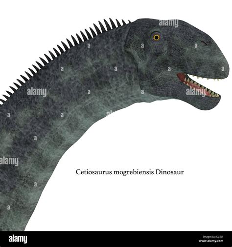 Cetiosaurus Was A Herbivorous Sauropod Dinosaur That Lived In Morocco