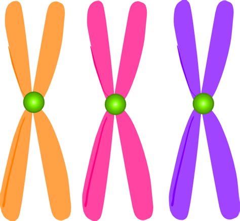 Chromosomes Clip Art At Vector Clip Art Online Royalty Free And Public Domain