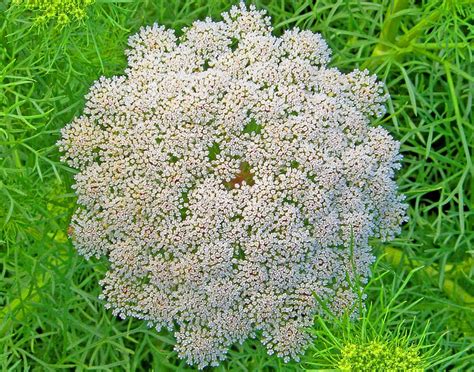 Hd Wallpaper Queen Anne Lace Weed Flower Wildflower Natural Bud