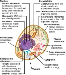 Organelles in an animal cell are suspended in a fluid called the cytoplasm. The structure of the animal cell | Science online