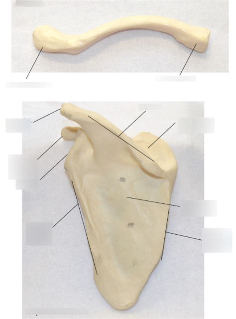 Clavicle And Scapula Diagram Quizlet