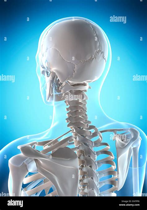 Human Skull And Neck Artwork Stock Photo Alamy