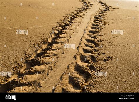 Turtle Tracks On The Beach Galibi Suriname Stock Photo Alamy
