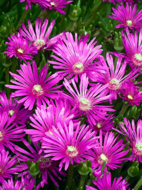 Ice Plants How To Grow And Care Ice Plants Delosperma Naturebring