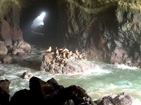 Oregon Sea Lion Caves Pitstops For Kids Oregon Road Trip Oregon