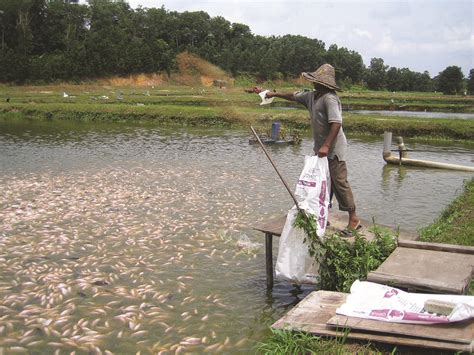 T Tilapia Show Greater Fcr Growth Potential Than Red Tilapia