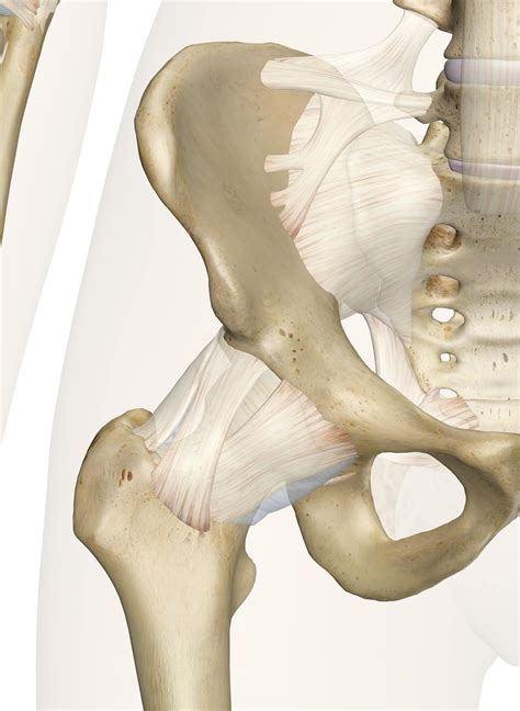 Posterior Hip Joint Anatomy