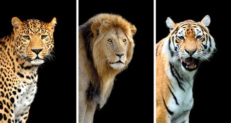 10 Largest Cats Around The World Daily Sabah