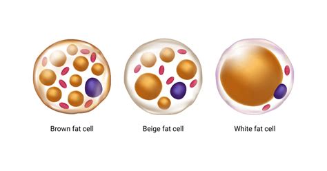 What Is Brown Fat And Why Do We Want It Brown Adipose Tissue
