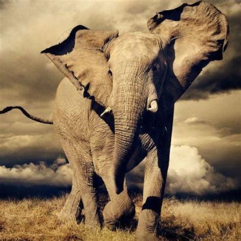 Elephants African Elephant And Alex Oloughlin On Pinterest