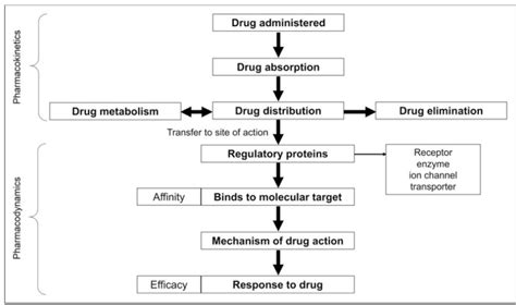 Pharmacokinetics Ebook 1 Diagram Quizlet