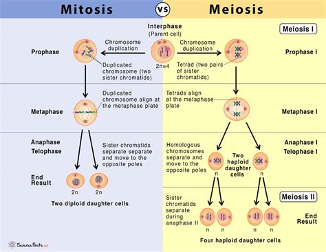 Lily anther microsporocyte in telophase ii of meiosis. Mitosis vs Meiosis: 14 Main Differences Along With ...