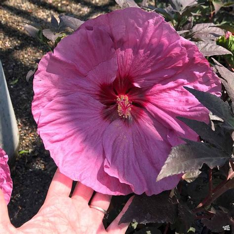 Dinnerplate Hibiscus — Green Acres Nursery And Supply Showy Flowers