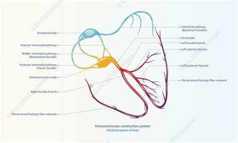 Cardiac Conduction System Illustration Stock Image C