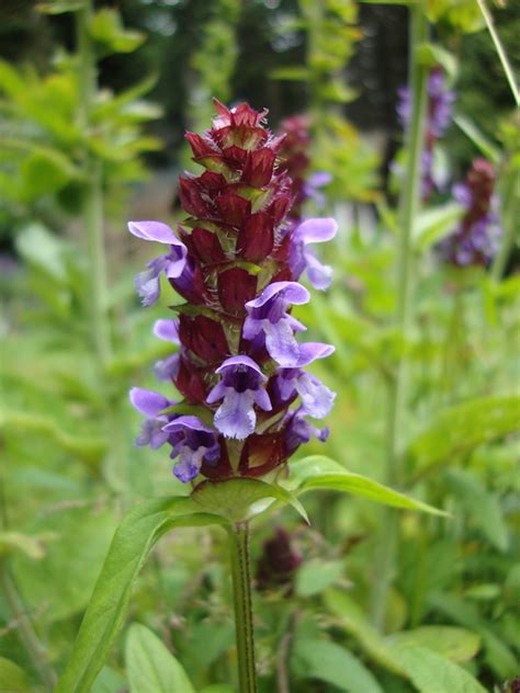 Reason being that there are things you will never ant to touch how can i possibly answer this question in one post. Self-Heal Flower Essence - Flower Essences | Flower ...