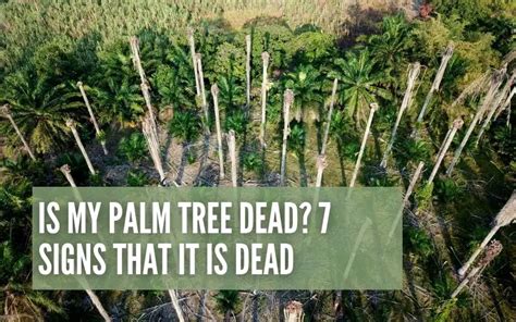 Is My Palm Tree Dead 7 Signs That Show Your Palm Tree Is Dead