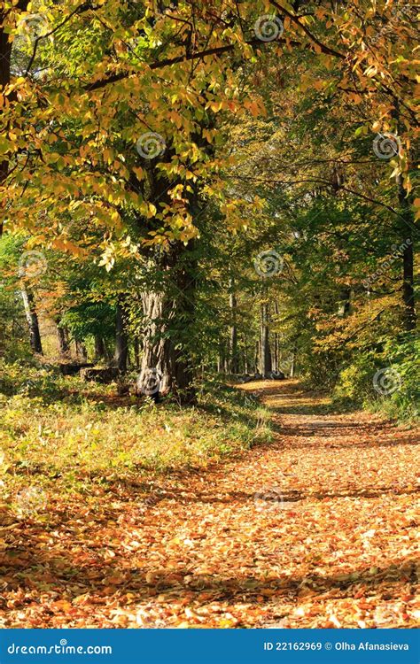 Warm Sunny Autumn Day In Nature Stock Image Image Of Nature