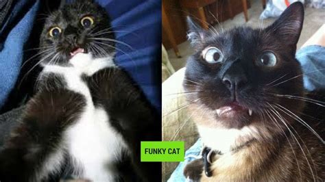 Cats With Funny Face Expressions 😸 Youtube