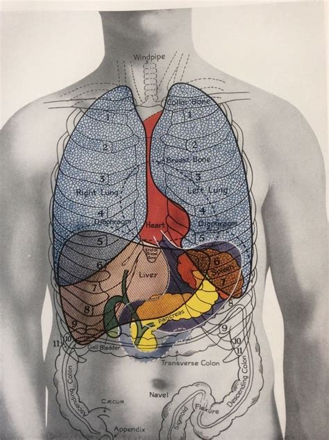 antique 1920s medical diagram scientific print human anatomy lungs liver chest medical