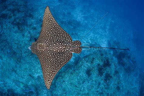 Overflightstock Spotted Eagle Ray Aetobatus Narinari Female