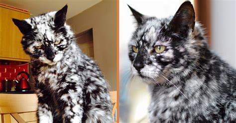 Meet Scrappy The Entrancing Marbled Cat With The Most Amazing Coat You