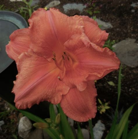 Salmon Colored Day Lily Grows On You